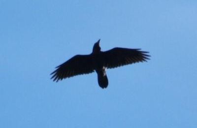 Le corbeau