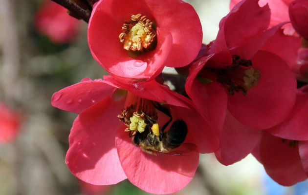 abeille sur cognassier ...