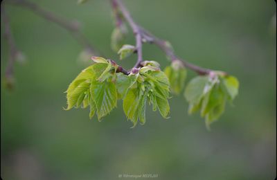 Rambouillet : Bourgeons, promesses du printemps