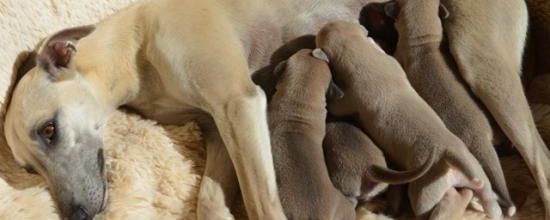 Les chiots ont 1 semaine!