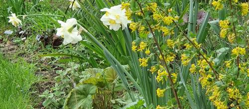 En jaune et blanc