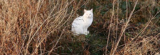 Chat - Canal d'Ille et Rance - Bretagne
