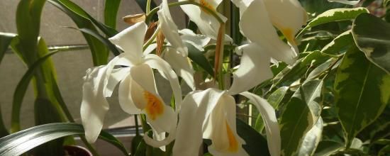 Coelogyne une petite nouvelle