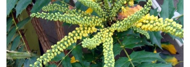 Mahonia du jardin 