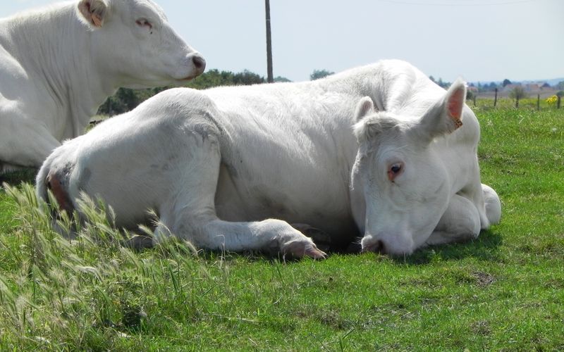 UNE BELLE VACHE