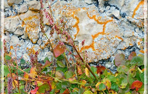 En descendant, je vais "herboriser", ici une Petite oseille ou Oxyrie à deux stigmates (Oxyria digyna) devant un superbe lichen orange - Qariaragiuk - Somerset Island - Nunavut - Canada