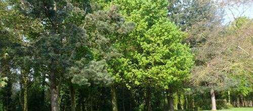 vert