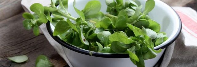 Le pourpier, un légume oublié aux multiples bienfaits