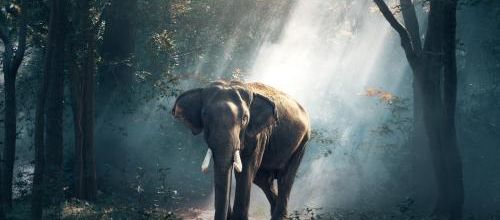 Comment pensent les animaux ?