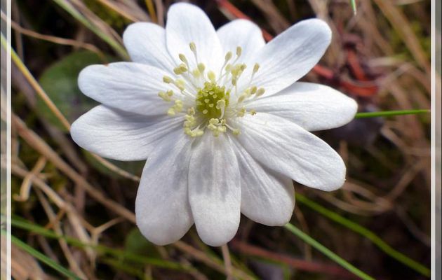 Anémone hépatique ou hépatique à trois lobes (Hepatica nobilis) - Razecueillé - 31