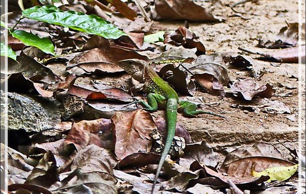 Ameive commun ou Lézard arc-en-ciel (Ameiva ameiva) - Lac Sandoval - Pérou