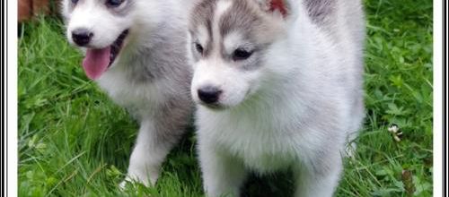 Portée Husky Elouka J+36 (28 juillet 2014)