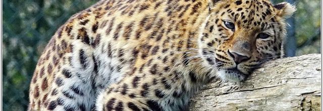 Panthère de l'Amour (1) - Panthera pardus orientalis