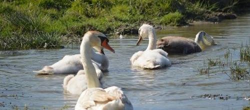 ... petite famille en balade...