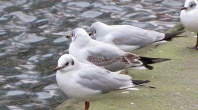 Les mouettes rieuses (A & A et cie 134)