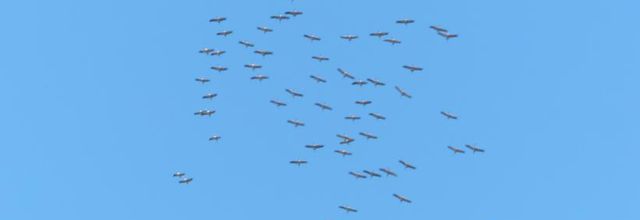 Les grues ne font pas le printemps