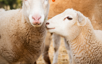 Les besoins des moutons lors des fortes chaleurs