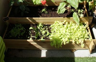 Une jungle sur notre balcon
