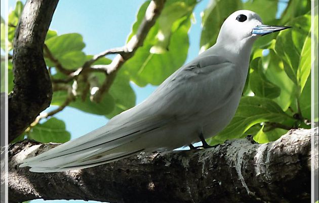 Le regard à craquer de la Gygis blanche ou Sterne blanche, White Tern (Gygis alba) - Ile aux oiseaux - Vers la passe sud Tumakohua (Tetamanu) - Atoll de Fakarava - Tuamotu - Polynésie française