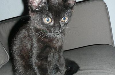 Le chat cambrioleur...