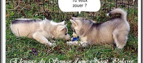 Portée Félya J+49 (1er novembre 2014)