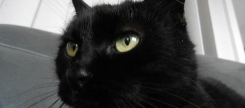 REGLISSE