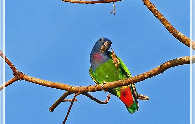 Perroquet Pione à tête bleue, Blue-headed Parrot (Pionus menstruus) - Puerto Maldonado - Pérou