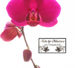 Flower's 5.