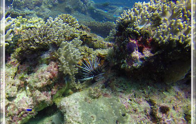 Poisson-diable rayonné ou Pterois à antennes, Rascasse volante rayonnée, Spotfin lionfish (Pterois radiata) - Nosy Mitsio - Madagascar