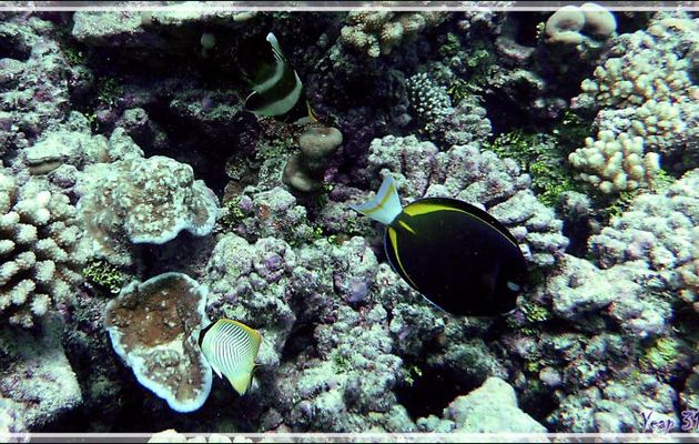 Poisson-cocher du Pacifique, Chirurgien à joue blanche et Poisson-papillon à chevrons - Tumakohua (passe sud) - Atoll de Fakarava - Tuamotu - Polynésie française