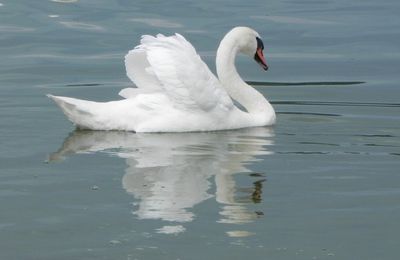 mon cygne du jour en reflets !