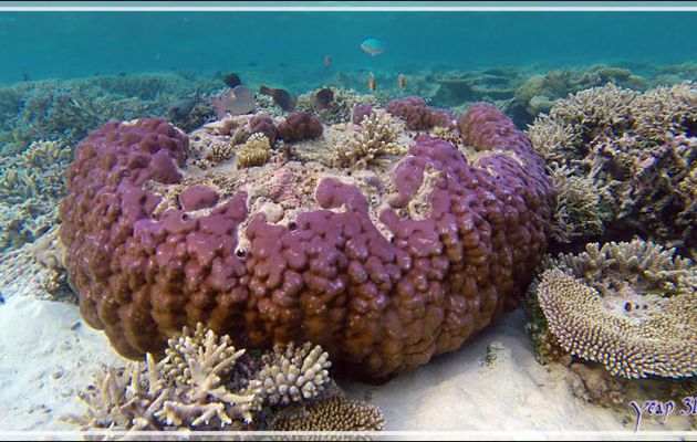 Patate de corail rose (Porites sp.) - Athuruga - Atoll d'Ari - Maldives