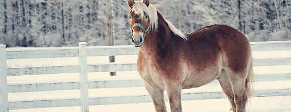Un hiver de Cheval !