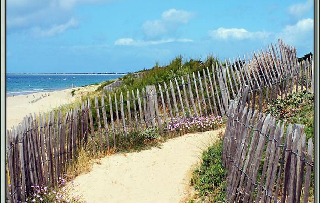 Gironde sur les dunes - La Couarde-sur-Mer - Ile de Ré - 1