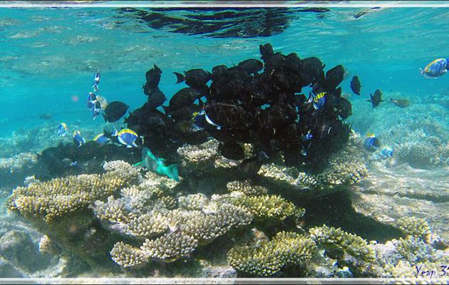 Banc de poissons-chirurgiens - Snorkeling à Thudufushi - Atoll d'Ari - Maldives