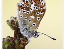 Azuré d'Escher - Polyommatus escheri (ou azuré du plantain) - Lycaenidae