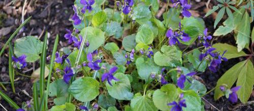 violettes