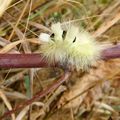 Insectes