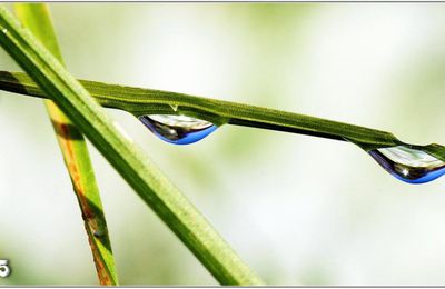 Goutte d'eau (2)