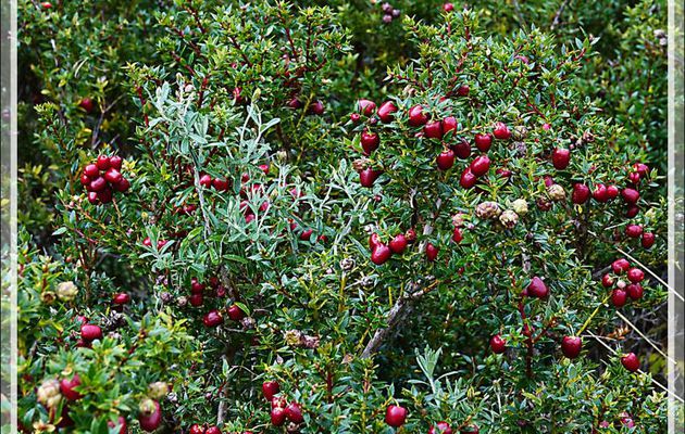 Gaulthérie mucronée, Pernettya mucronée, Bruyère épineuse, Chaura (Gaultheria mucronata) - Glacier Aguila - Terre de Feu - Patagonie - Chili
