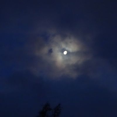 Les oiseaux au jardin