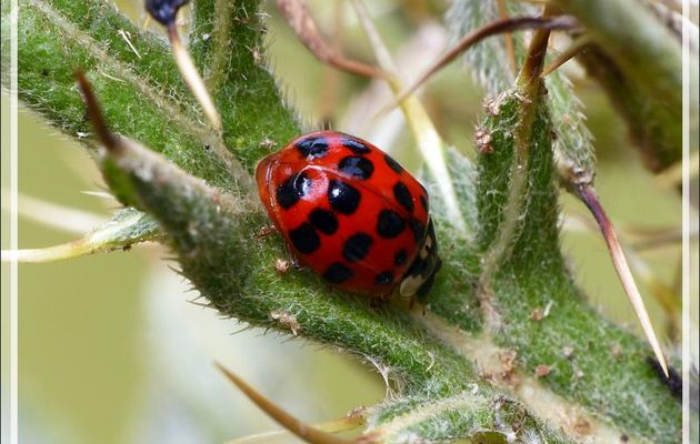 La Coccinelle asiatique (Harmonia axyridis) et ses 19 points - Artiga de Lin - Es Bordes - Val d'Aran - Espagne