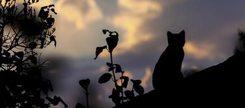 Une nuit de pleine lune...