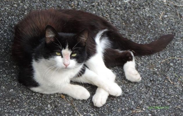 un minou et un autre ...
