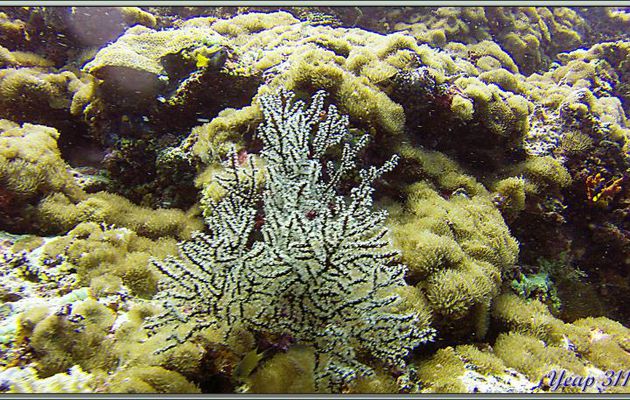 Gorgone branchue - Dega Thila - Atoll d'Ari - Maldives