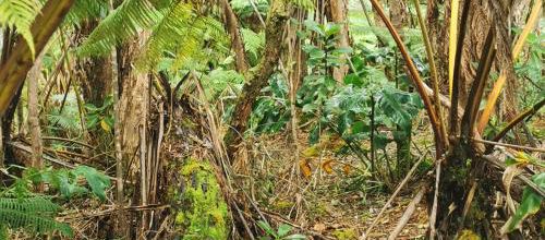 Forets tropicales humides d'Hawaii...
