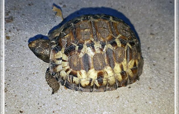 Sur le sentier menant au centre de plongée, j'ai trouvé un bébé Tortue étoilée de Madagascar ou Tortue rayonnée (Astrochelys radiata) - Nosy Tsarabanjina - Mitsio - Madagascar