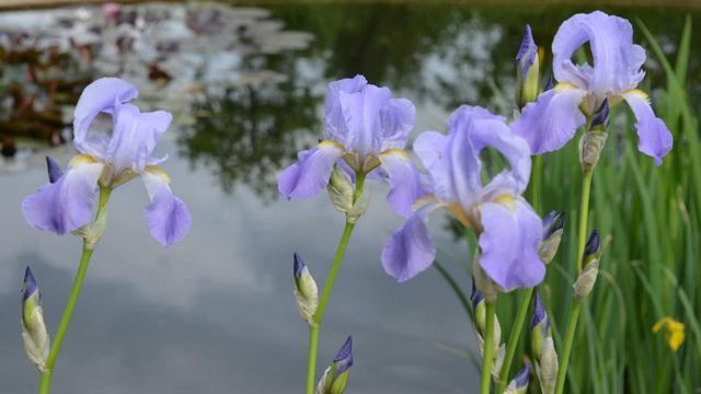 L'Iris