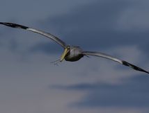 Pélicans Gris en vol