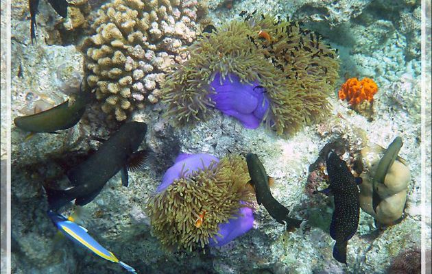 Snorkeling : des bébés Demoiselles dominos (Dascyllus trimaculatus) se font attaquer par des Poissons chirurgiens et des Mérous - Moofushi - Atoll d'Ari - Maldives